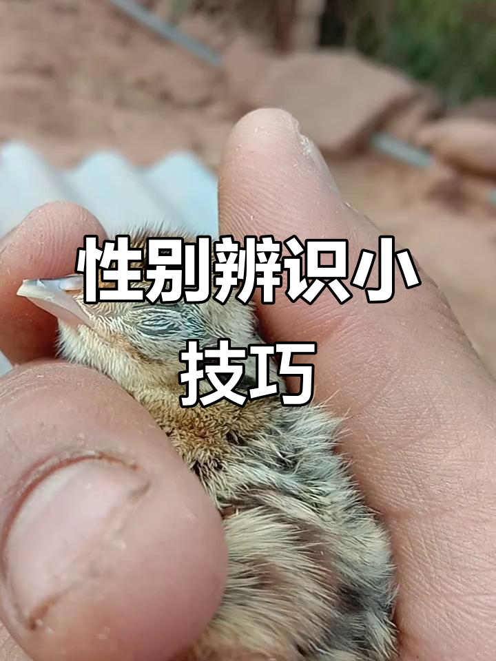 教你轻松辨别雌雄,学会了就点个爱心吧!