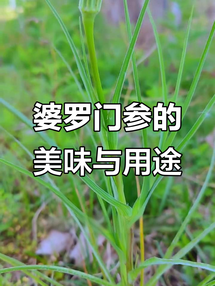 婆罗门参:西方牛蒡的野菜美味,山东等地常见