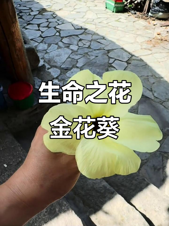 金花葵:一种可食用的黄酮宝藏,乡村生活的原生态美味