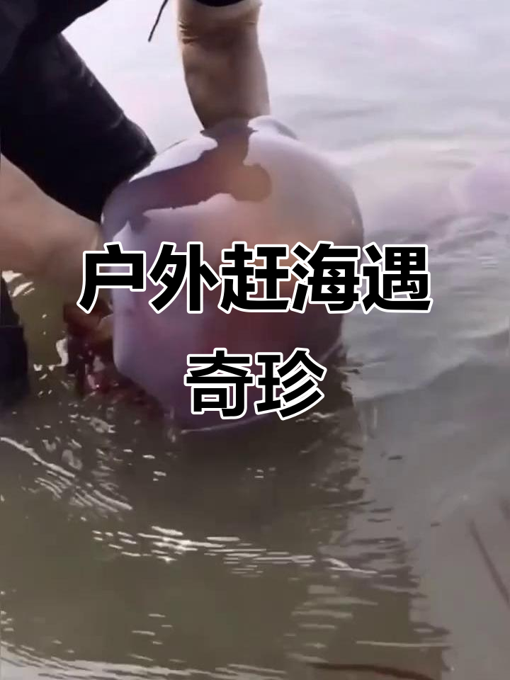 赶海抓海鲜,发现大水母、长腿八爪鱼和傻瓜鱼等海洋生物