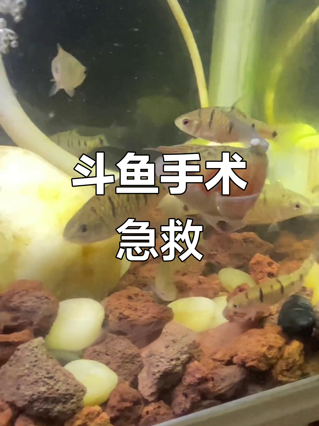 斗鱼长肉瘤,碘伏应急处理大作战