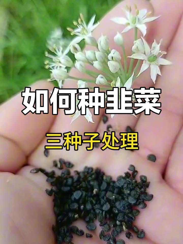 韭菜种子种植全攻略