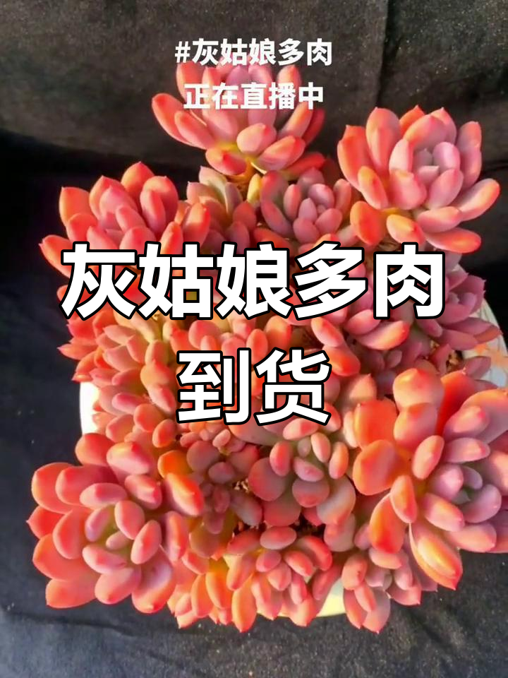 灰姑娘多肉来啦,胖嘟嘟的可爱模样等你来看