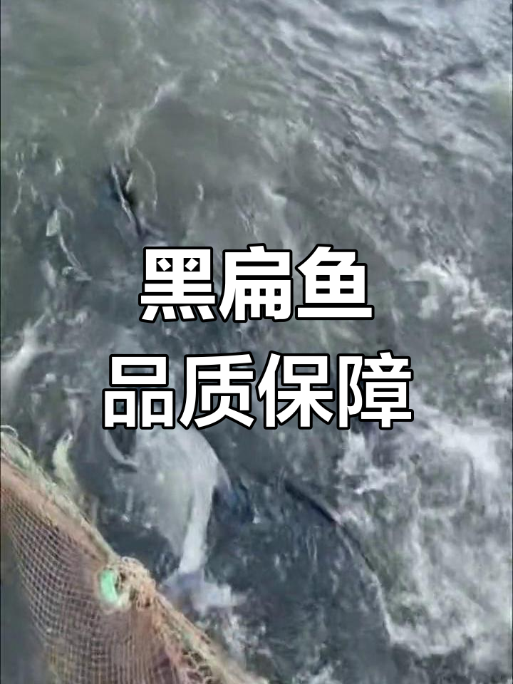 新鲜冷冻黑扁鱼,2.5-3.5斤保证质量