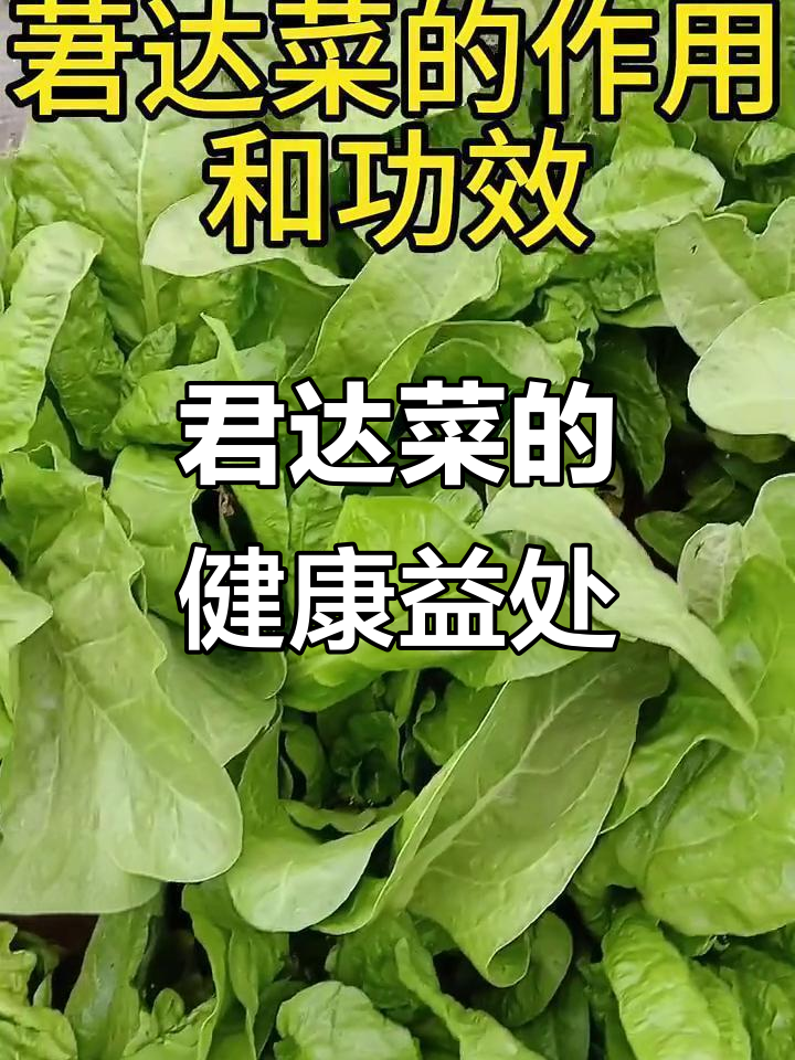 君达菜:营养丰富,清热解毒又助消化