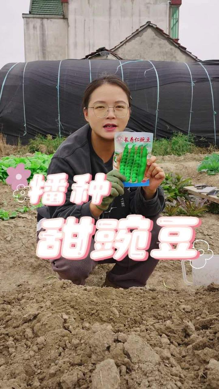 豌豆怎么种？掌握种植小技巧种出绿色蔬菜