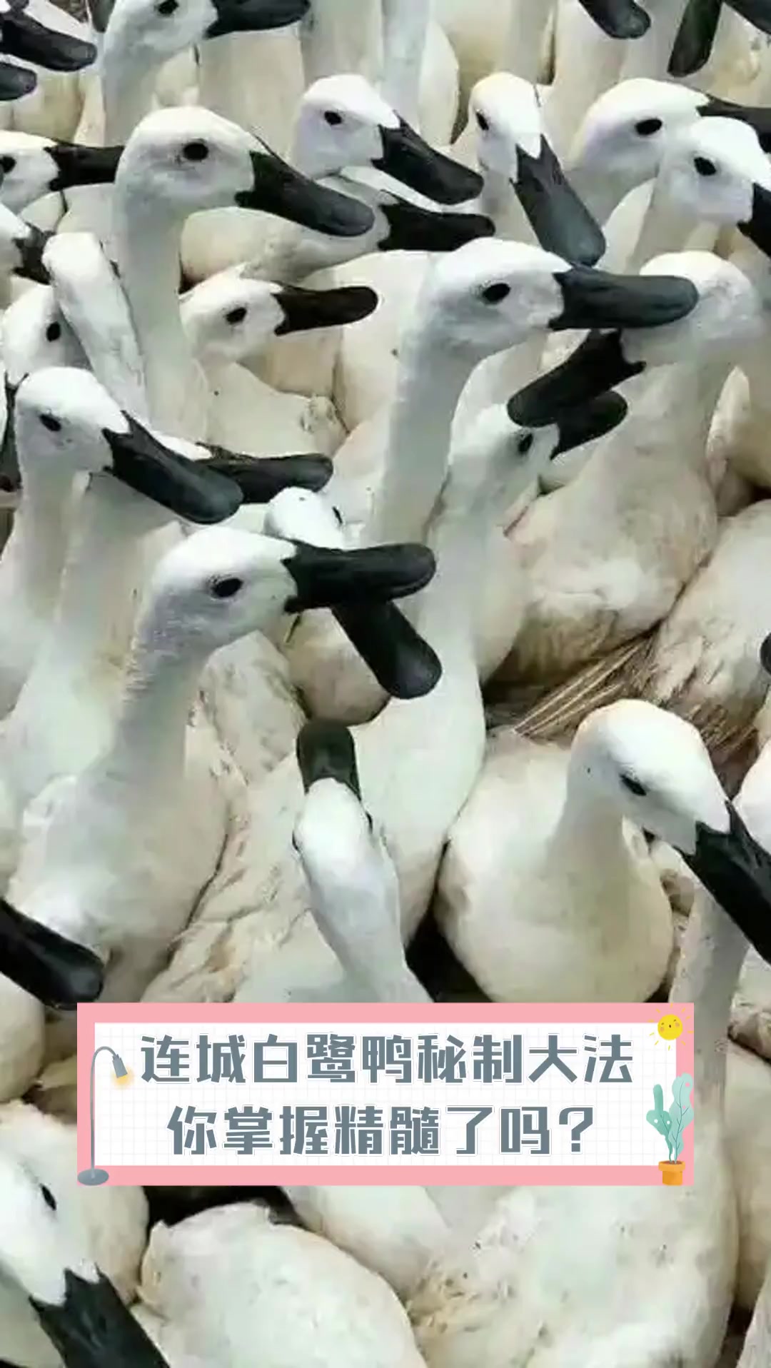 连城白鹭鸭秘制大法,你掌握精髓了吗?