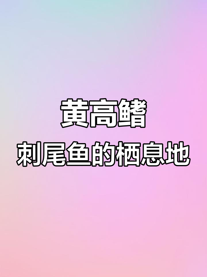 黄高鳍刺尾鱼：珊瑚礁中的岩礁小精灵