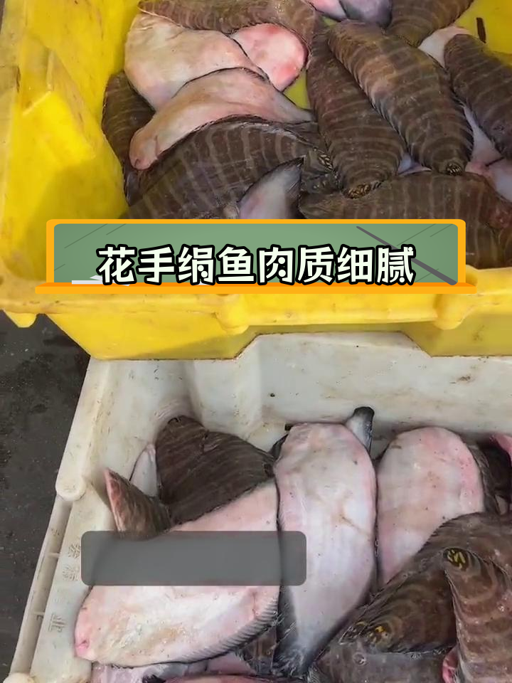 威海乳山稀有美味花手绢鱼