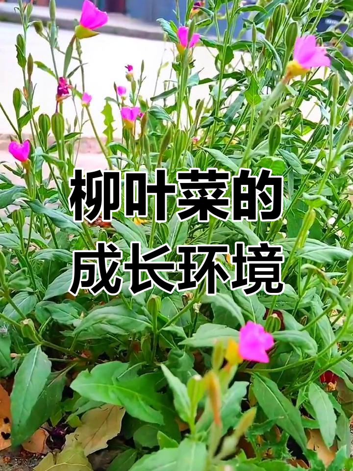 柳叶菜:多年生草本植物,生长在湿地与灌丛中