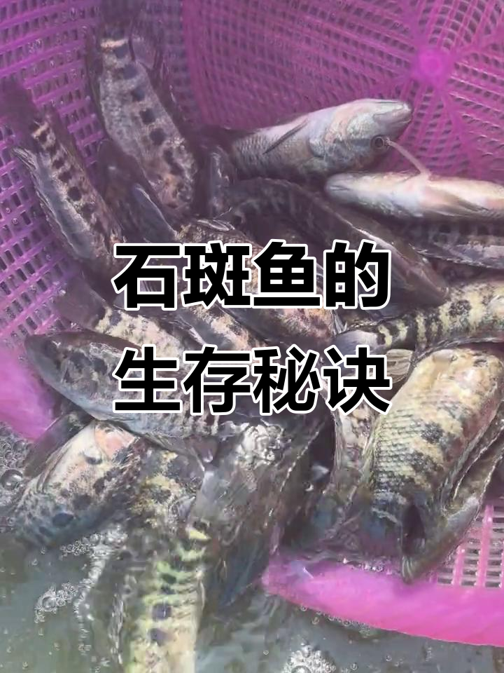 淡水石斑鱼,捕食小鱼虾,清塘少时是理想选择!
