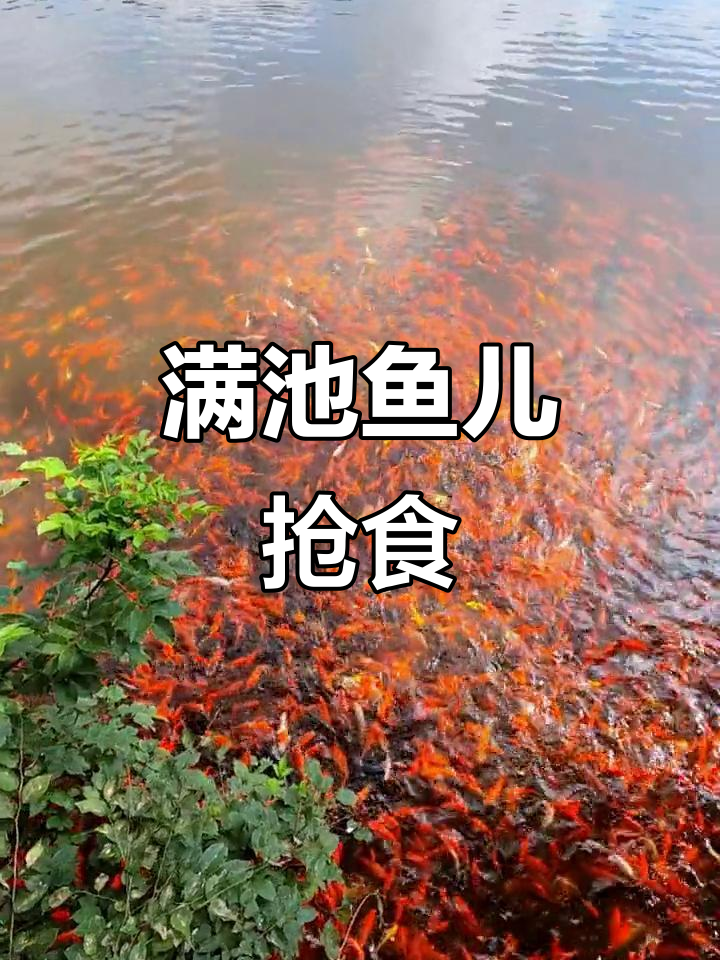 一池塘鱼群齐聚,馒头喂食引发壮观景象