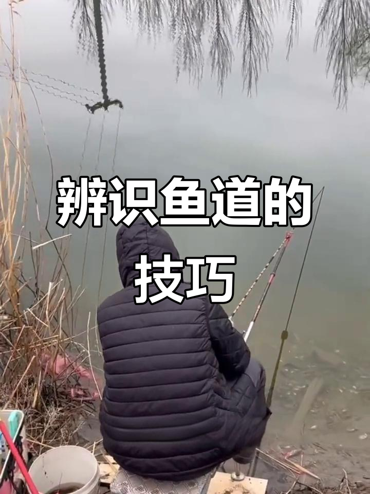 如何识别鱼道？经典栖息地与常见水域解析