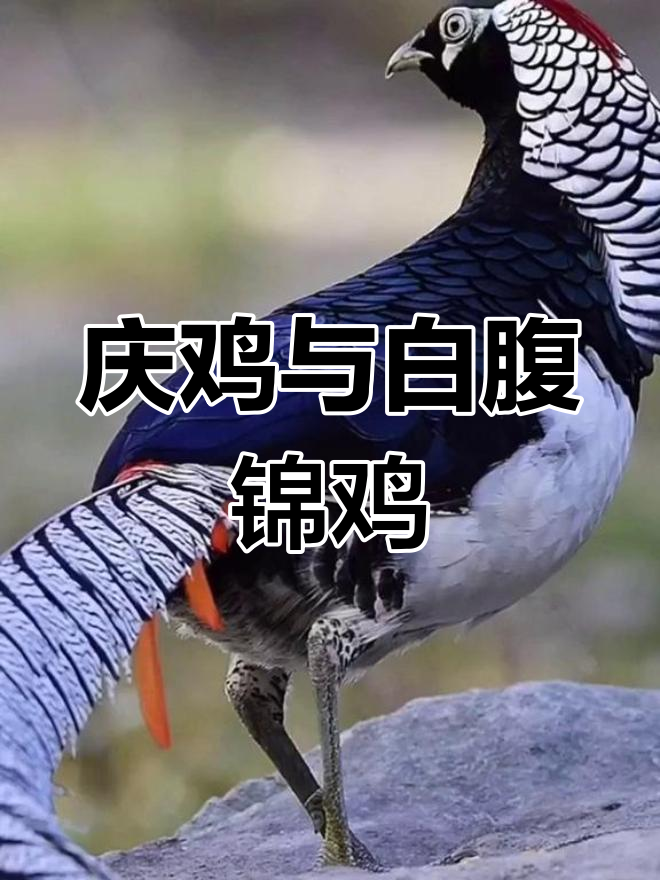 白腹锦鸡:庆鸡的别称