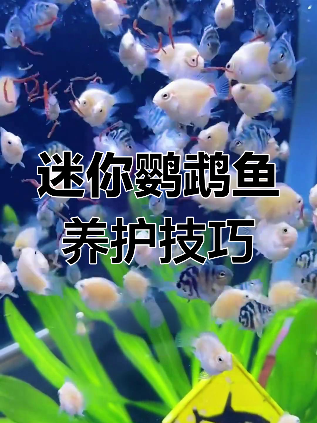 迷你鹦鹉鱼饲养秘籍,掌握三点轻松养出健康小家伙!