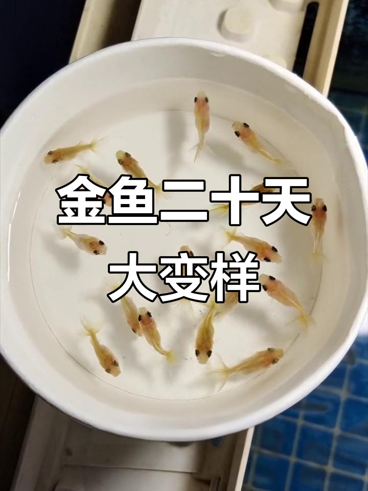 小金鱼二十天长这么大,成长速度惊人