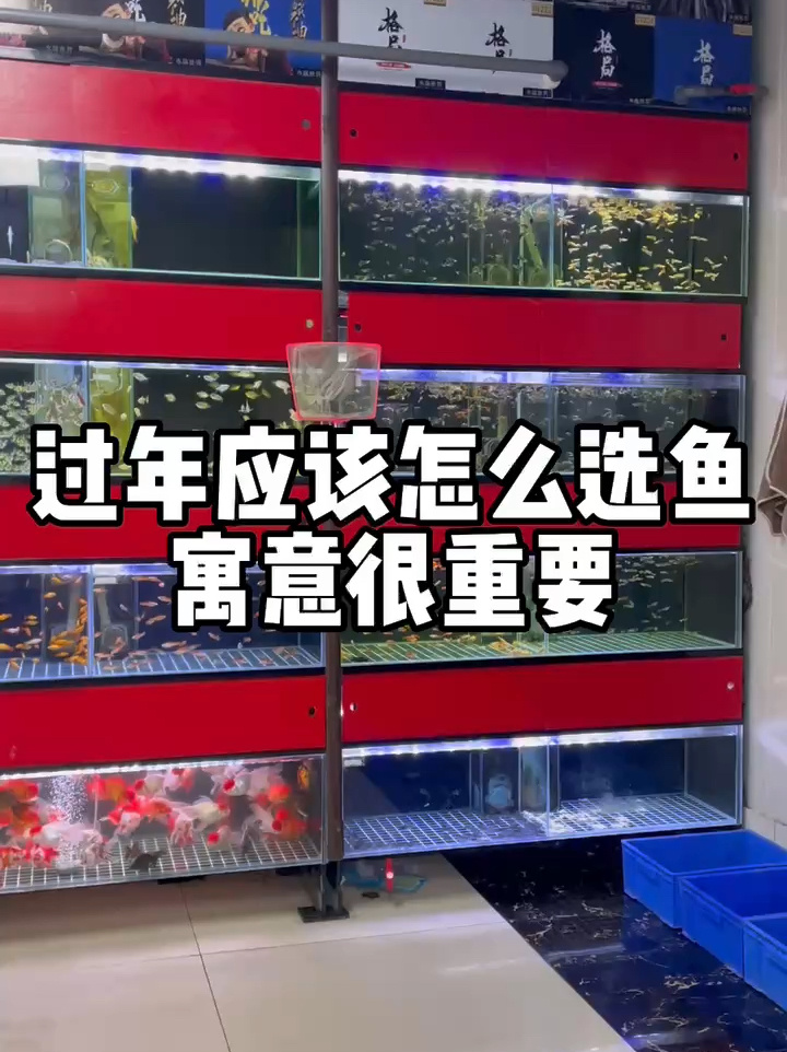 给大家分享几种讨喜又招财的观赏鱼