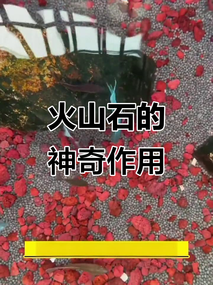 火山石:鱼缸造景、过滤与发色的完美结合
