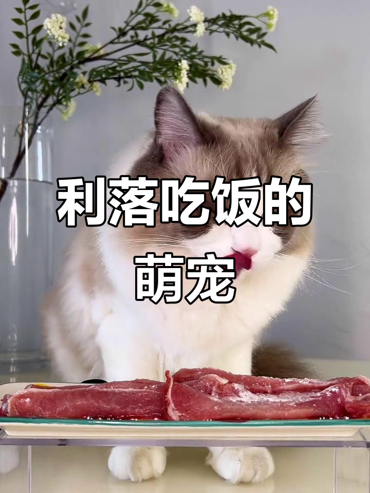 猫咪吃猪肉粉,利索又可爱!