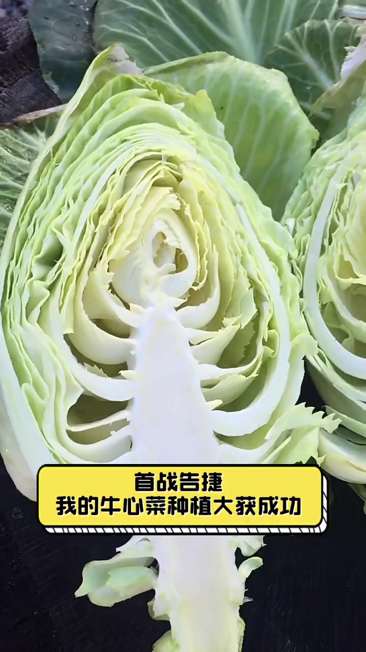 首战告捷,我的牛心菜种植大获成功