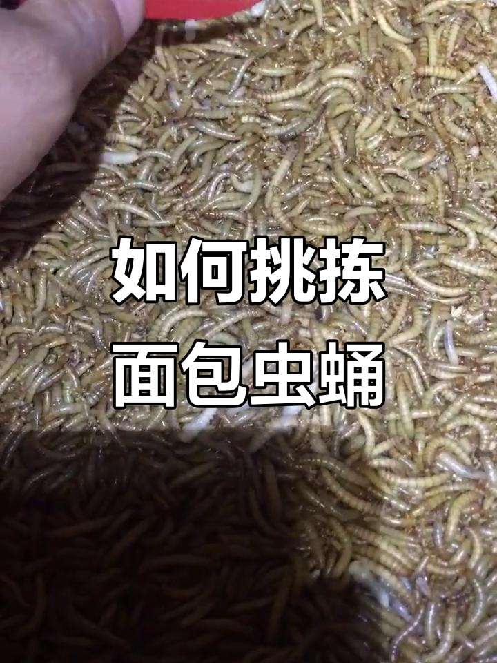 面包虫化蛹后如何处理?快速挑选避免被吃掉
