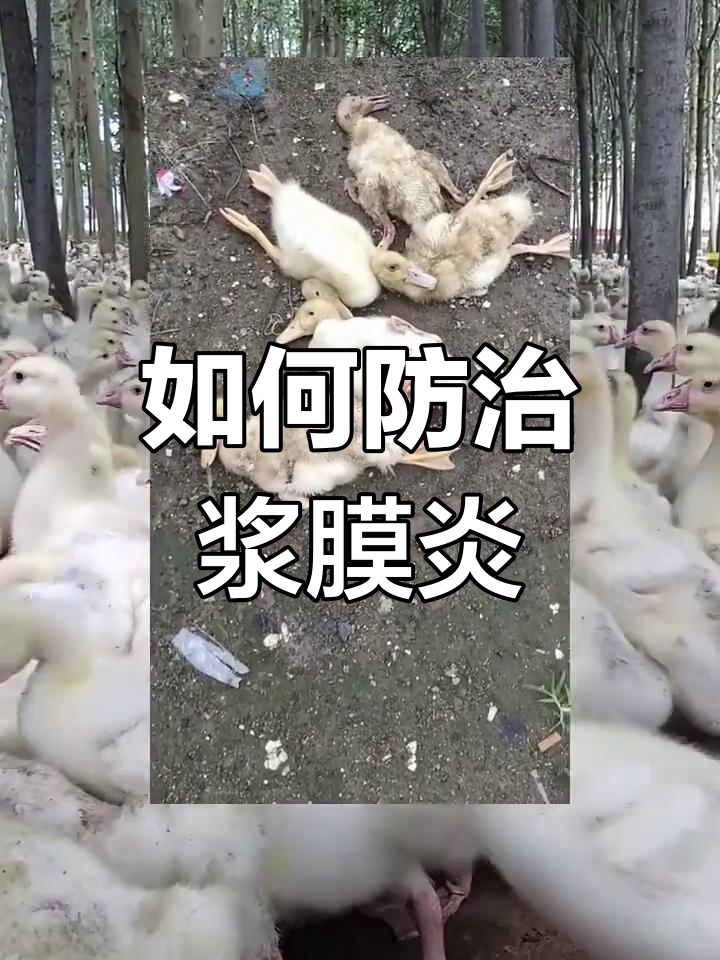 鹅浆膜炎高发,如何有效预防和治疗?