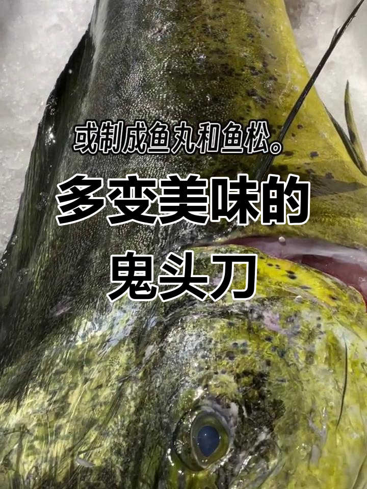 鬼头刀鱼:刺身、清蒸、香煎,做法多样美味十足