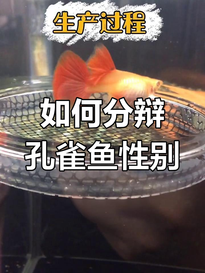 孔雀鱼公母分辨技巧