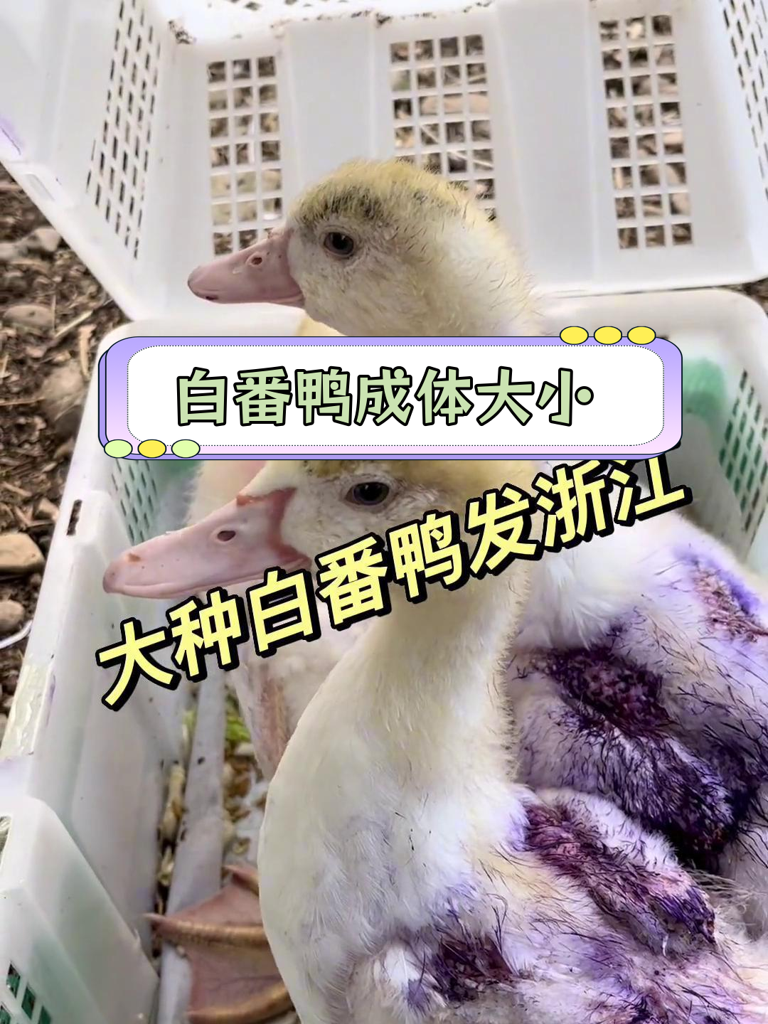 大种白番鸭成年体重,公母差异显著