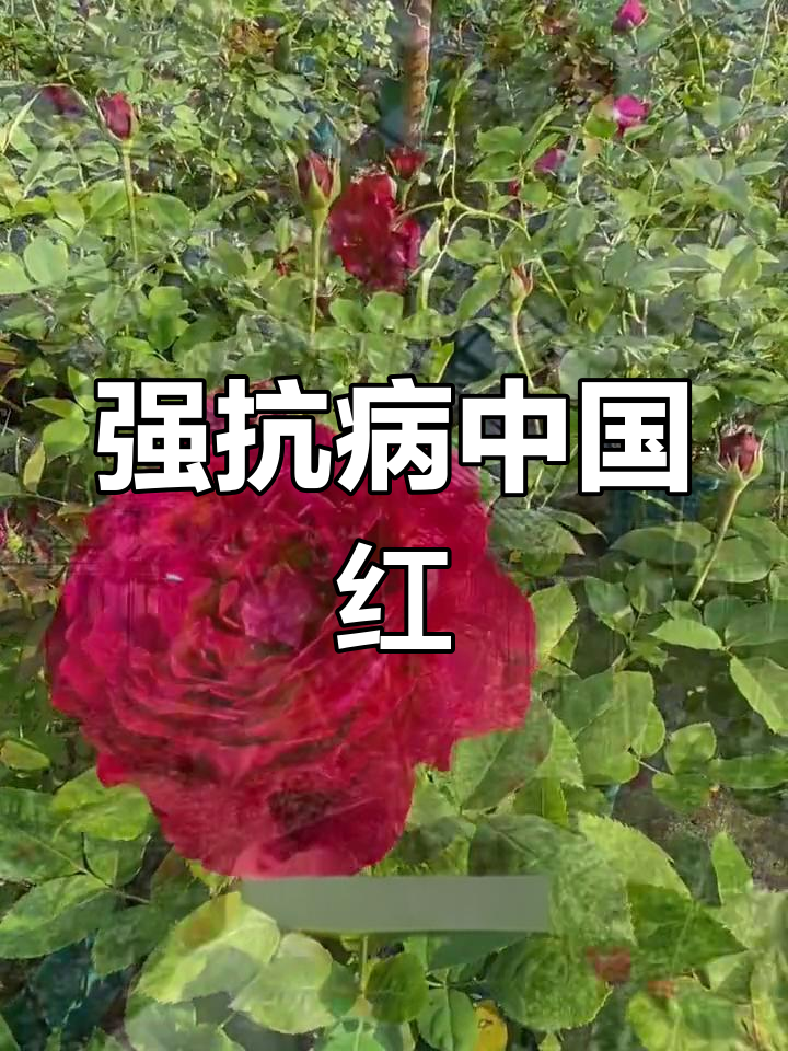 耐开抗病强,红月季品种推荐