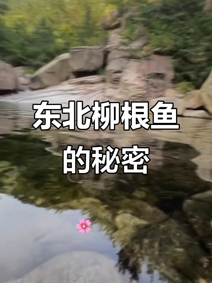 辽宁吉林黑龙江特产柳根鱼,鲜美又营养,冬季才能捕捞