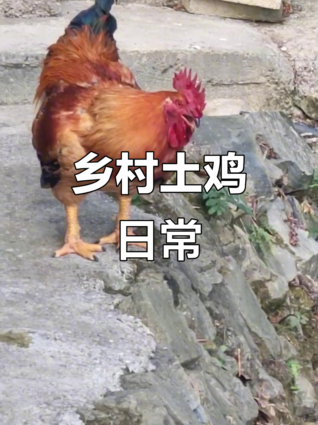 农村散养土鸡的成长故事,每天记录真实生活