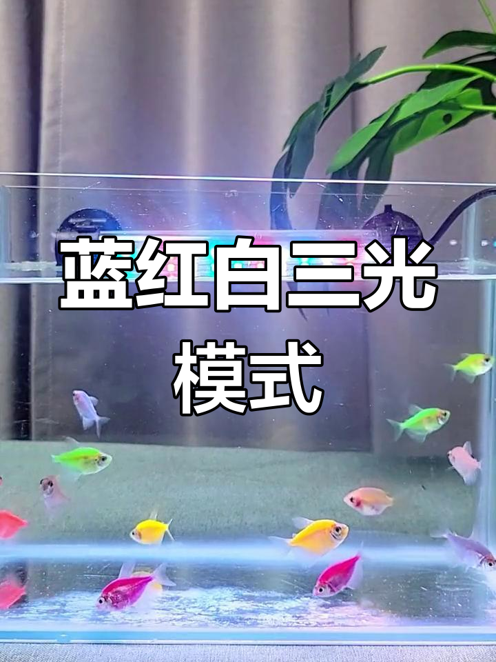 三基色鱼缸灯,展现自然色彩
