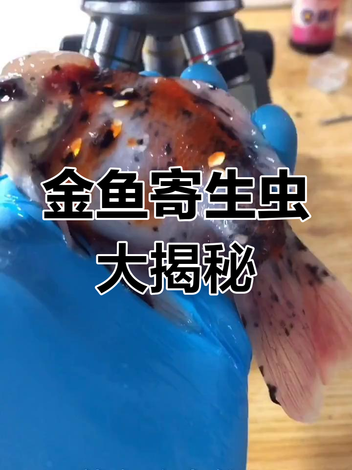 金鱼身上寄生虫放大20倍,竟然是这样的“小怪物”!