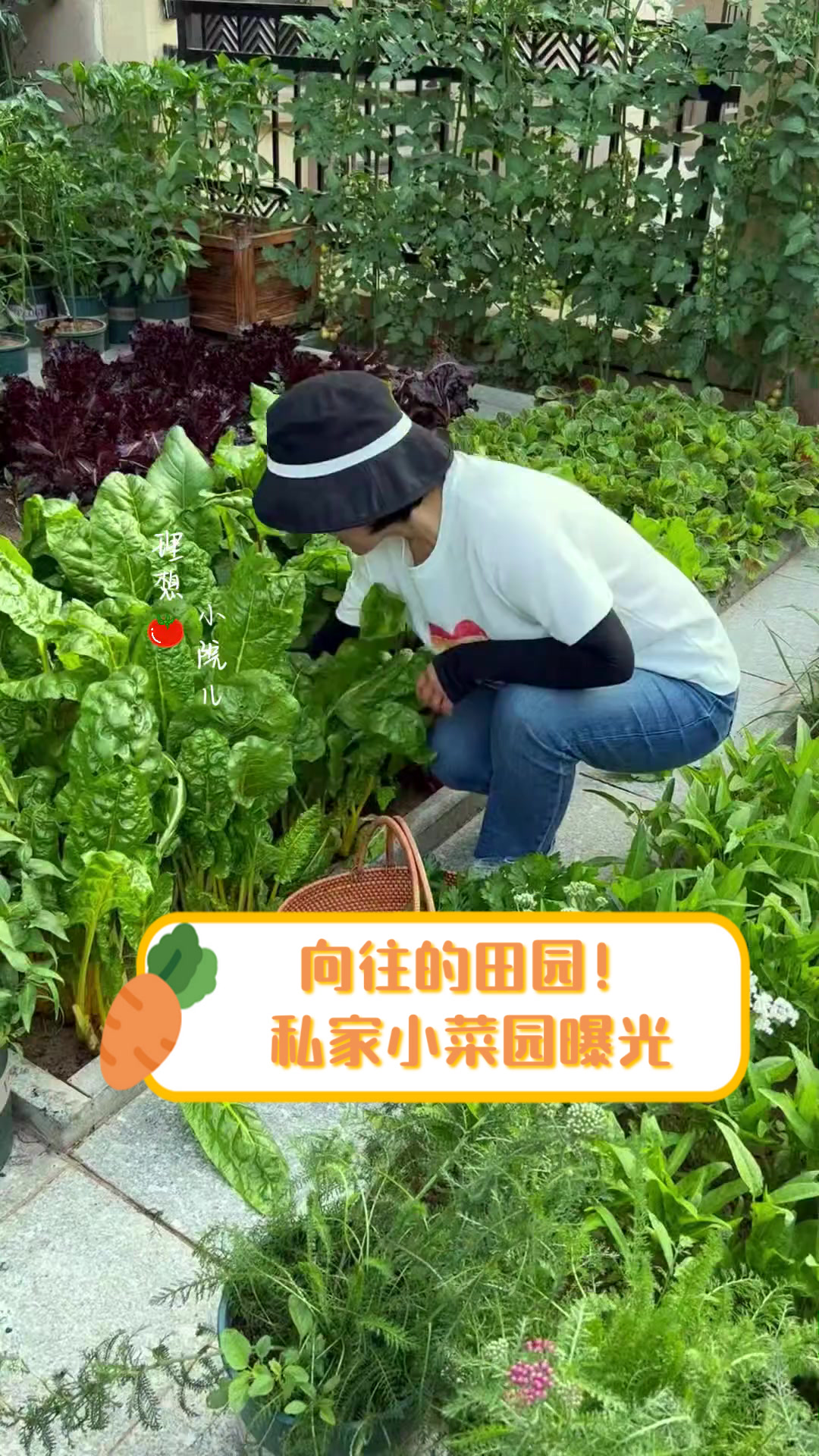向往的田园！私家小菜园曝光