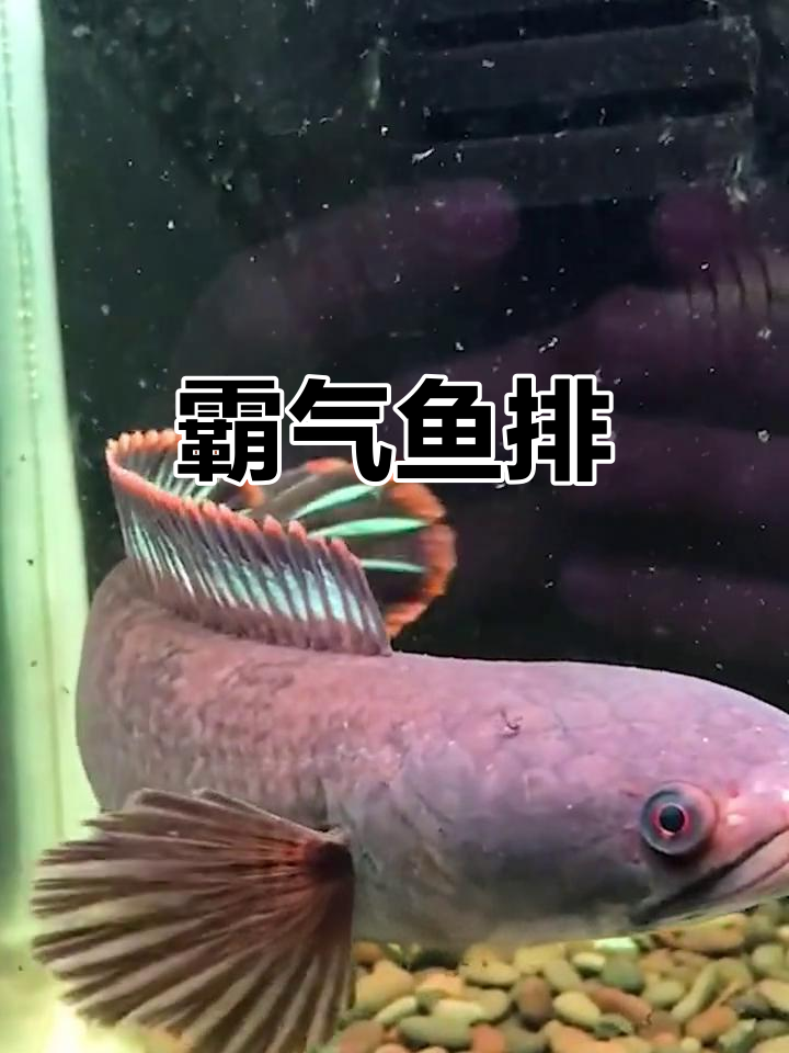 这款鱼排霸气十足,养鱼人见了都忍不住掏钱!