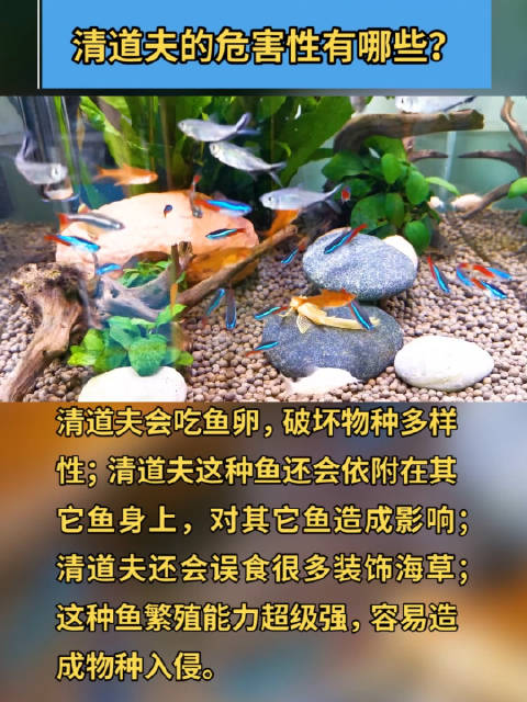 「清道夫的危害性有哪些?」清道夫!听起来像是一种职业,其实是一种鱼。因为它爱清理水中污渍的
