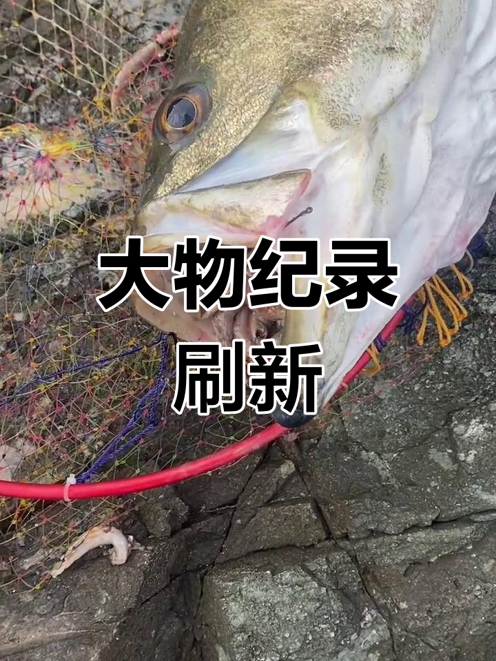 舟山海域惊现28斤巨鲈,今年最大鱼获!
