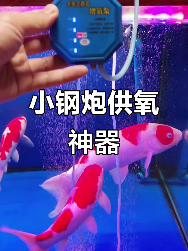 停电必备！这款小气泵让鱼缸不缺氧，实测效果惊人