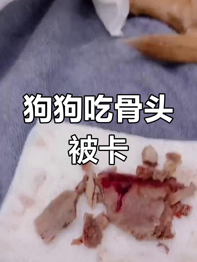 五岁狗狗误食鸡骨卡喉,险些丧命