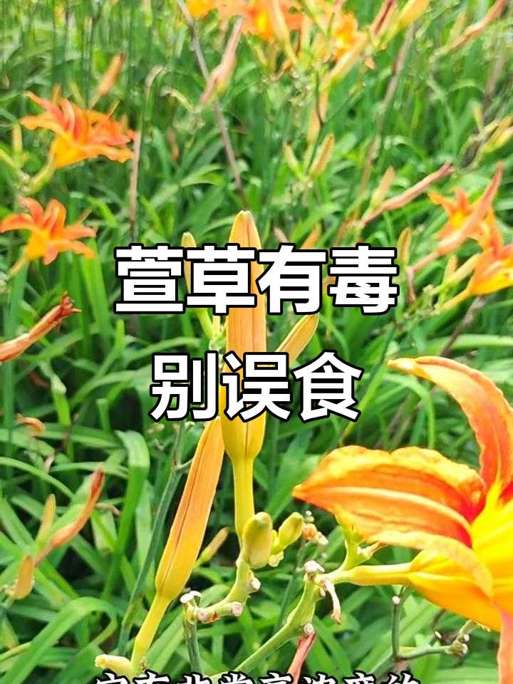 萱草花能当黄花菜吃吗?了解真相,别乱摘!