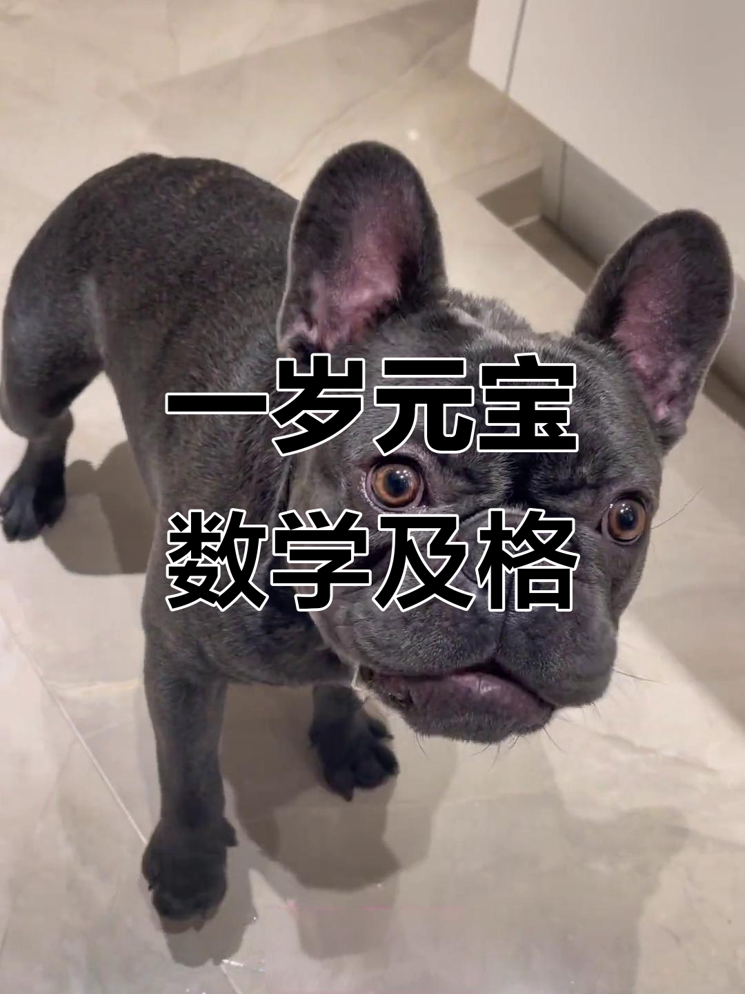 元宝一岁数学考试满分,庆祝蛋糕来啦!