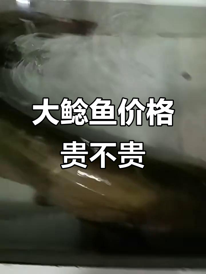 20斤野生大鲶鱼,15元一斤值不值?
