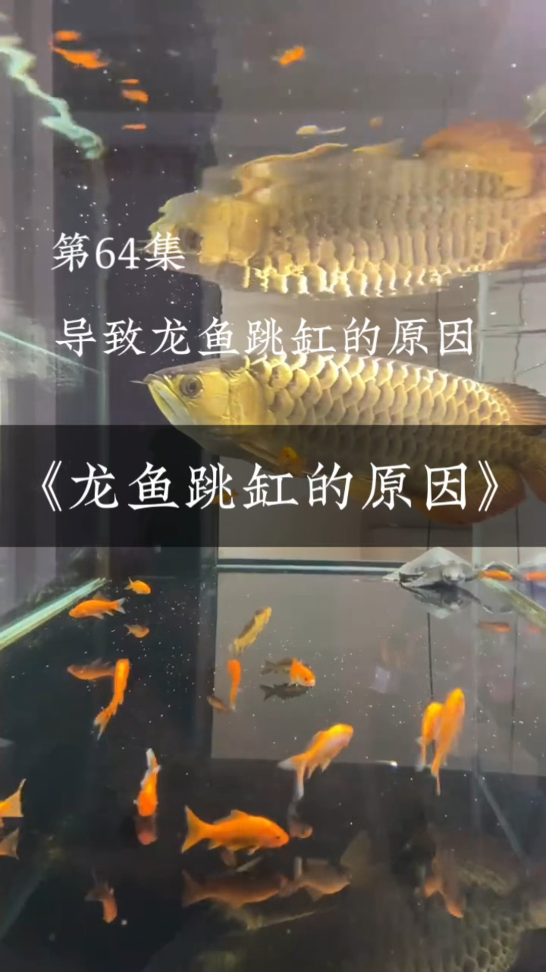 导致龙鱼跳缸的三个原因