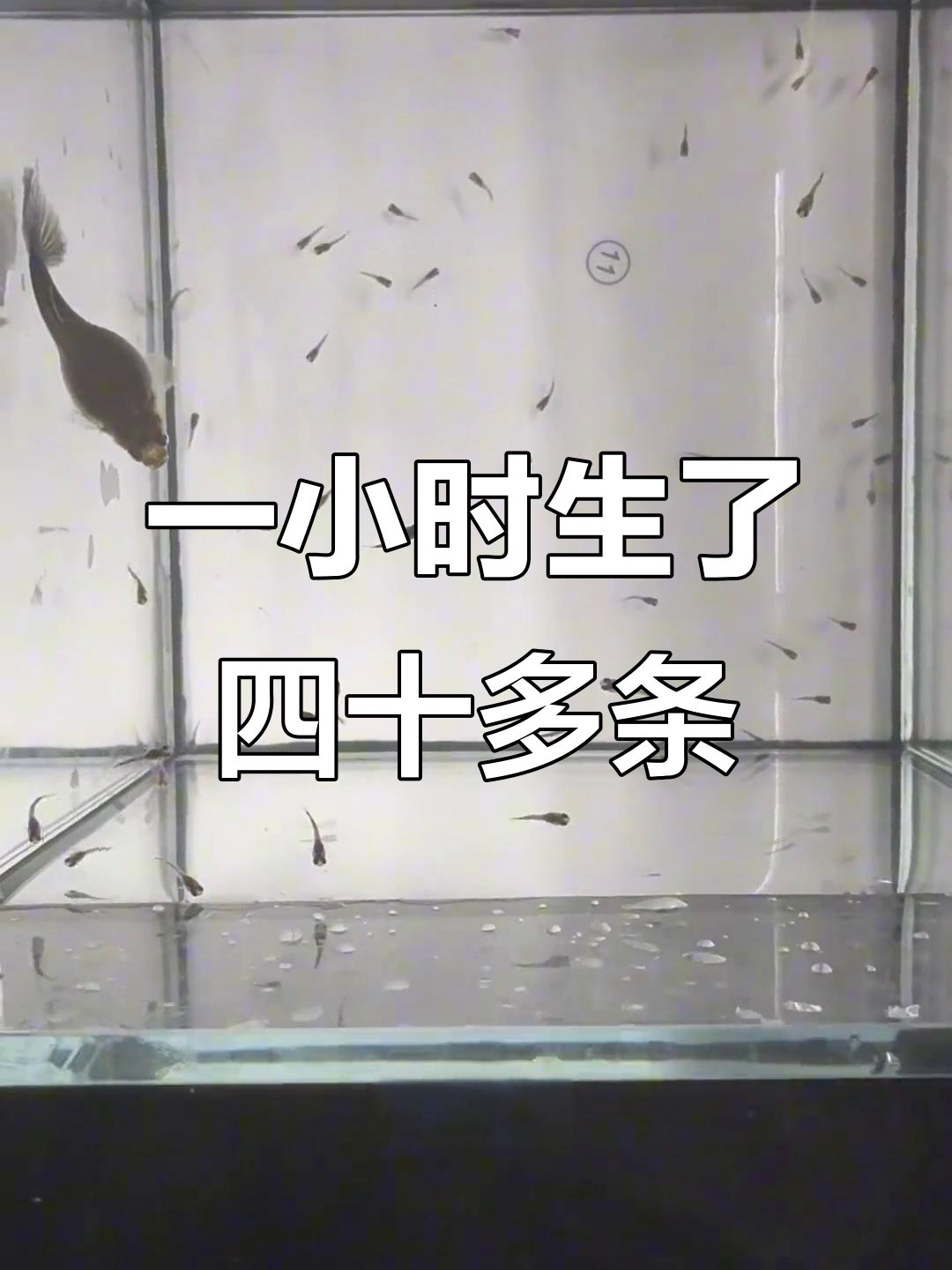 孔雀鱼孕母一小时生40多条,肚子鼓得像气球