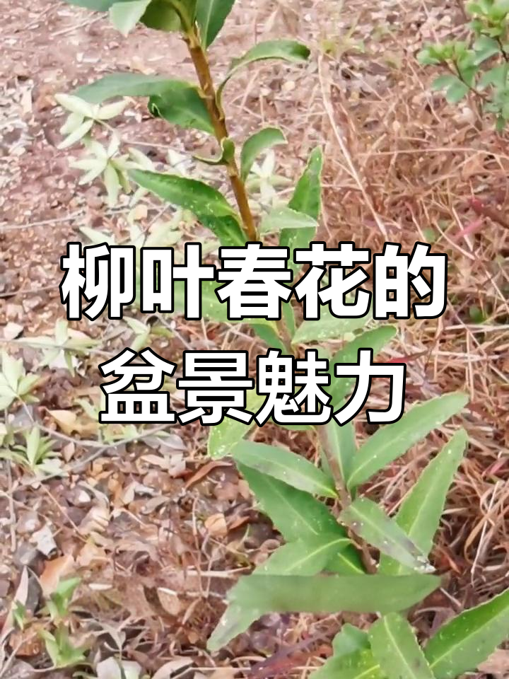 柳叶春花:独特长条形叶片,盆景制作技巧揭秘