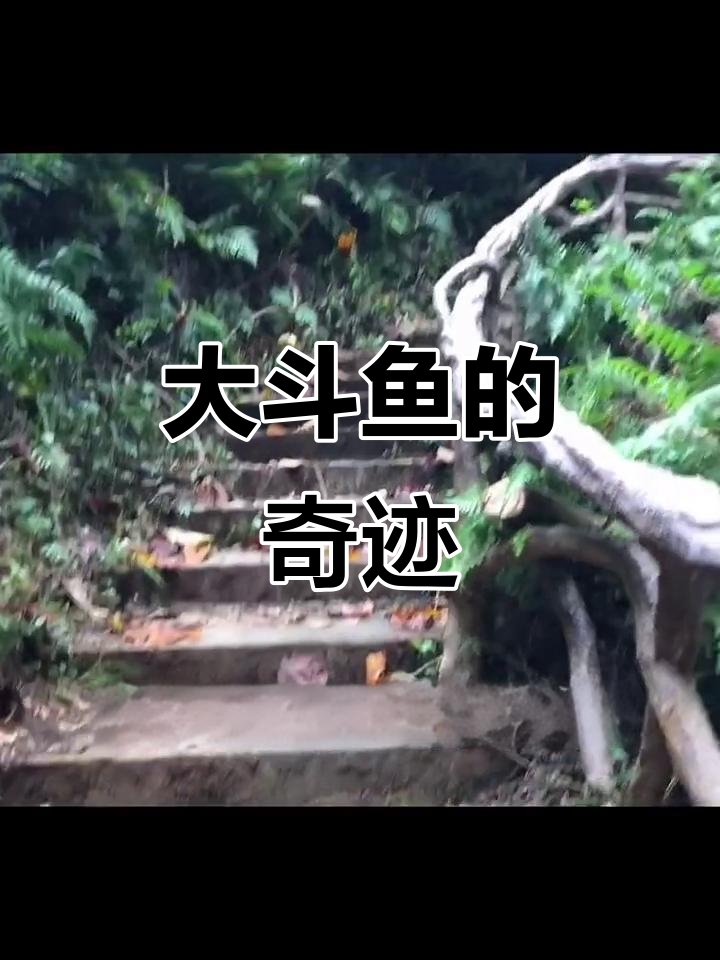 曾以为老伯夸大其词,没想到真的抓到半掌大的斗鱼!