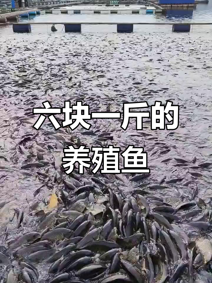 网箱养鱼价格大揭秘：六块钱一斤，真能卖得动吗？