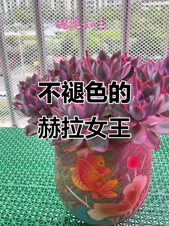 赫拉女王永恒之美，老桩多肉魅力十足