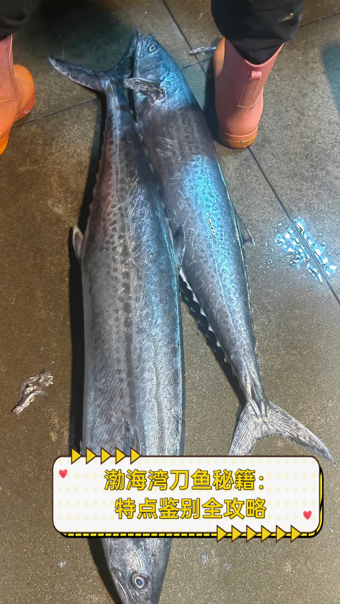 渤海湾刀鱼秘籍:特点鉴别全攻略